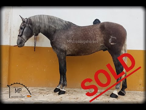 *SOLD* PRE Stallion 2015 - Basic dressage level - 1.69 cm.