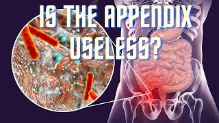 Why do you have an Appendix if you can live without it?