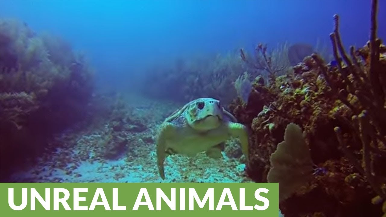 Divers swim with extremely rare loggerhead sea turtle