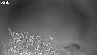 Raccoons 2025 09 10