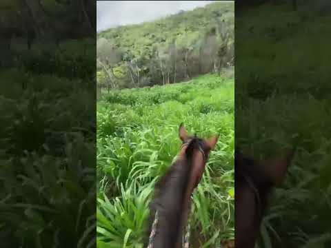 FAZENDA A VENDA NO MUNICÍPIO DE ARENÓPOLIS NO ESTADO DE GOIÁS