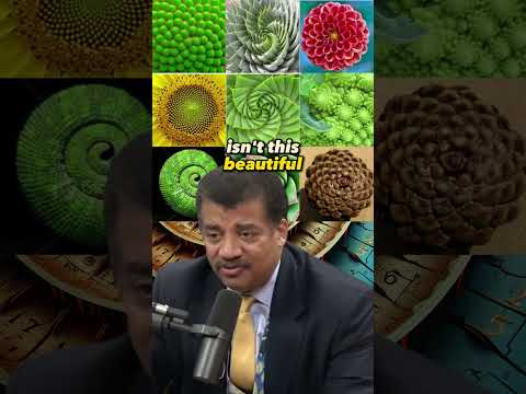 Unraveling the Fibonacci Mystery in Nature | Neil deGrasse Tyson on Joe Rogan Experience #1347