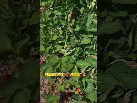 Strawberry 🍓 picking #subscribe#food#stawberry#pickup@VL-38 #fy #foodie #canadalove #comedy#ad#ad