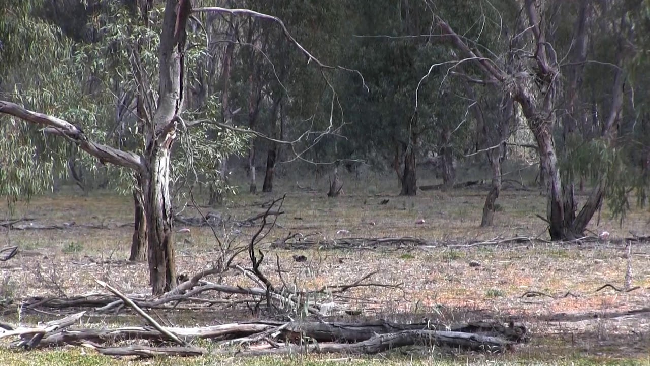 Protecting and restoring the Guttrum Forest floodplain