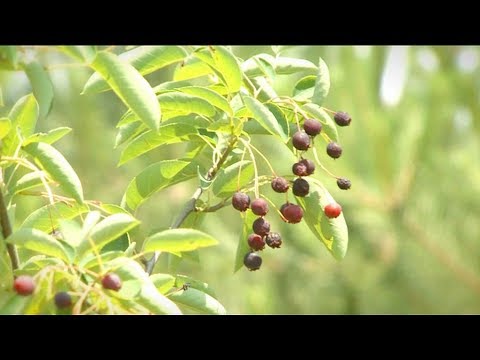 Cum arată pomul de stafide? Aflăm În grădina Danei, pe TVR1