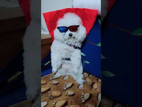 Look at these cute and funny puppies dogs 3244