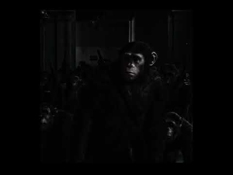 apes together strong