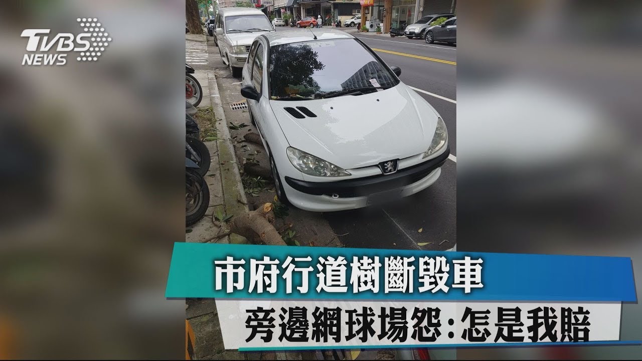 市府行道樹斷毀車 旁邊網球場怨:怎是我賠