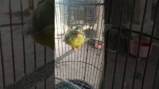 Download lagu lolohan korlap mp3