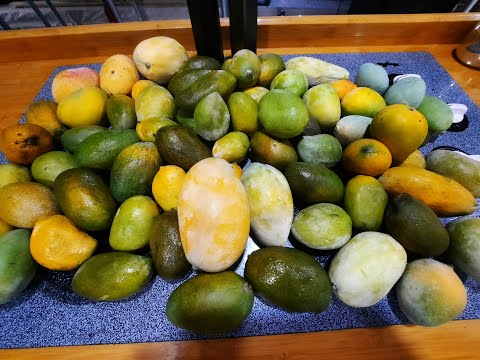 How to GROW a MANGO tree from SEED!