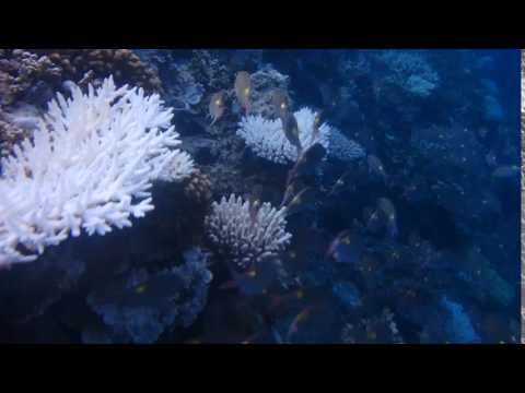 Videos del Adaaran Prestige Vadoo 5★ en Atolón de Malé Sur, MaldivasVer MásVerPrecios19CerrarConsulta por Whatsapp 🇦🇷BookingTripadvisorExpediaAgodaTravelocityOrbitzPricelineTripSkyscannerDespegarKayakHotelesDestiniaTrivagoTurismocityLastminuteHotwireTuiWotif