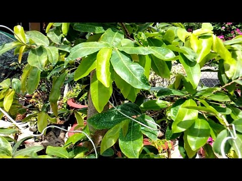 bón phân thúc cho mai vàng cuối tháng đầu tháng 5