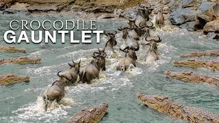 Millions of Animals Risk Everything to Cross This River