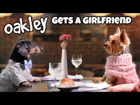 Ep 61: MISSION DATE NIGHT — (Funny & Exciting Dog Movie)