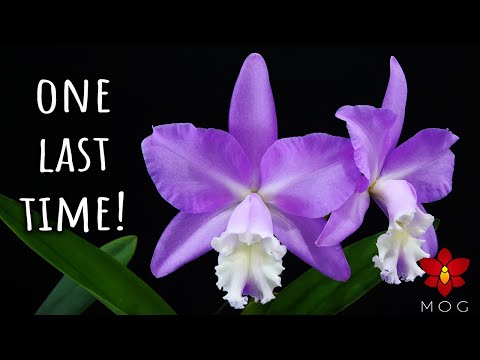 This is (probably) the last Orchids in Bloom as you know it 🥳