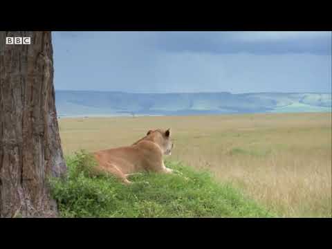 Mother Lioness Hunts Warthog  Earth
