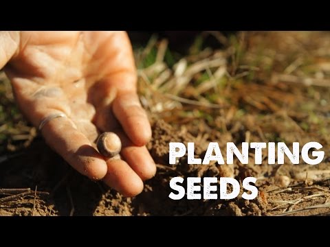 PLANTING SEEDS: A Song of Life | Empty Hands Music | nimo feat. daniel nahmod
