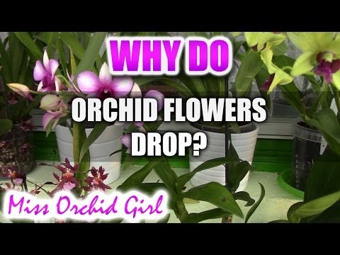 , title : 'Why do Orchid flowers drop prematurely?'