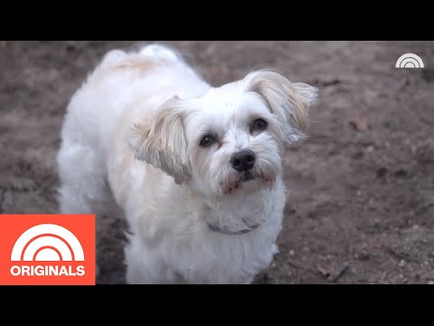 Therapy Dogs Help Out In Schools, Nursing Homes And Hospitals | TODAY Originals