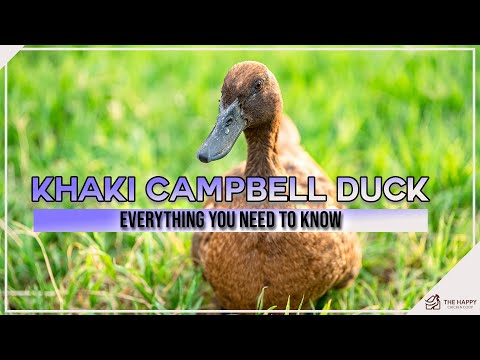 , title : 'Khaki Campbell Duck  Everything You Need To Know'