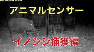 箱罠の捕獲率アップに!アニマルセンサーライト(廉価版 箱罠の捕獲率アップに!アニマルセンサーライト(廉価版