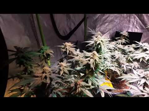 Day 41 of flower!!!! G13skunk whipped cherry's Dominion Seed Company, exotic genetics