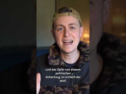 Wolf ins Jagdrecht? Pro & Contra kurz erklärt