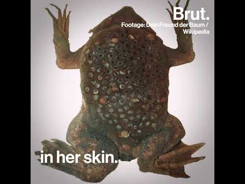 Weird Suriname birth | beware Suriname frog. revelations of nature| trypophobia
