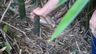 preview picture of video 'Colheita de broto de bambu'