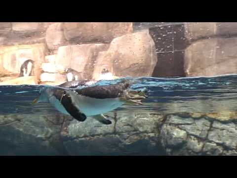 penguin sea paradise