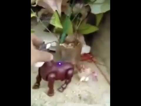 08/02/26 Actividad Paranormal en el cementerio de Bayamo capital de la provincia de Granma, Cuba