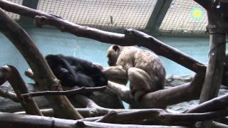 preview picture of video 'The National Zoo Welcomes a Baby Howler Monkey'