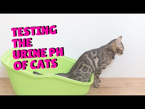 Checking Your Cat’s Urine pH | Two Crazy Cat Ladies