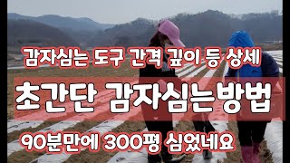 감자심기감자심는방법 간격 높이 시기 골간격 [감자재배방법]