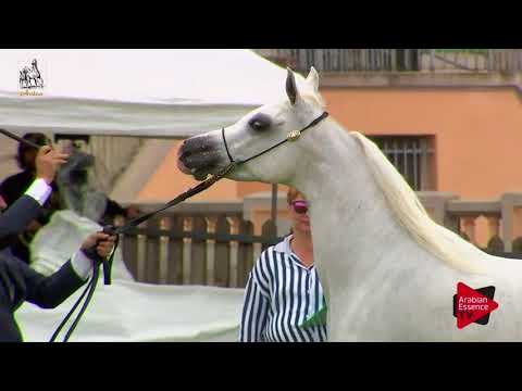 N.59 KEIRA BY HAMAD - 2017 Italian Nationals - 4-6 Years Old Mares (Class 7)