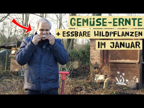 Edible wild plants and winter vegetables in January. What can you find in the forest and garden now?