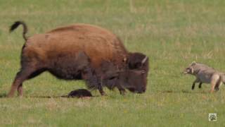 Yellowstone COYOTE VS BISON