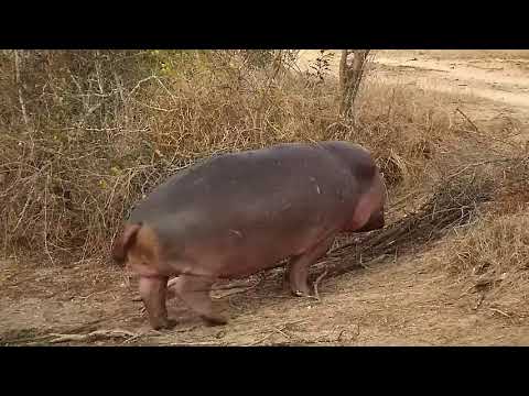 Djuma: Hippo leaves the dam - 17:35 - 07/23/21