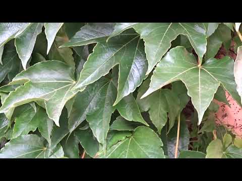 Parthenocissus tricuspidata ´Veitchii´ čes. loubinec trojlaločný