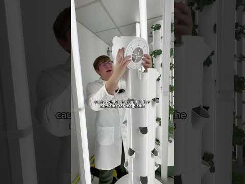 Do hydroponic plants have less nutrients? #lettuce #hydroponics #verticalfarm #nutrition #health