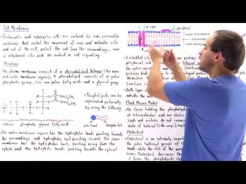 Cell Membrane and Fluid Mosaic Model