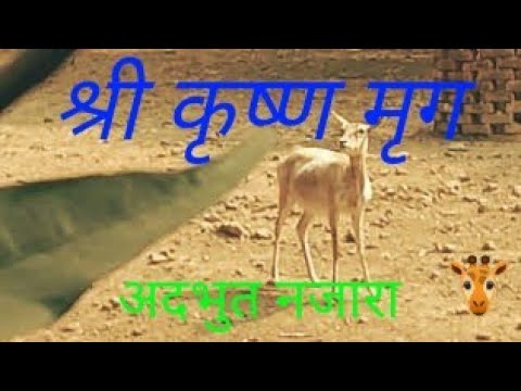 Wild animals looking so beautiful