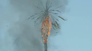 Cold War Kids - Catch Me Falling (Visualizer)