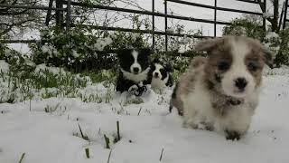 Video preview image #5 Border Collie Puppy For Sale in STRAFFORD, MO, USA