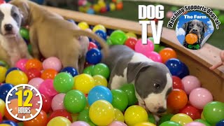 Daycare for Your Puppy 🐶 Dog TV for Puppies to Watch to Relax & Reduce Anxiety When Home Alone
