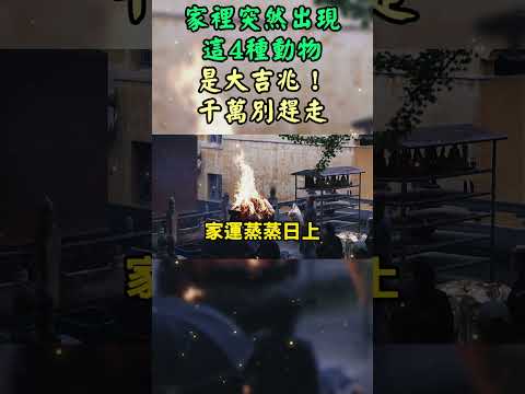 家裡出現這4種動物，是大吉兆！千萬別趕走！很多人都不知道 #人生感悟