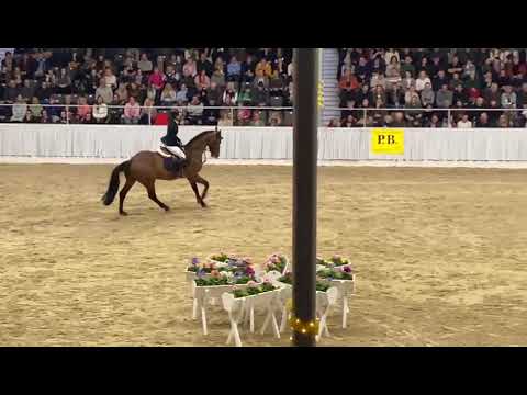 Zinelord (Zinedream x Lordanos) with Thea Jelcic, private stallionshow Verden 2023