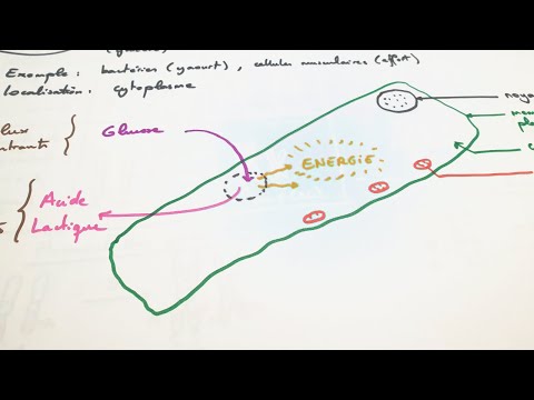 [eSVT] La fermentation lactique