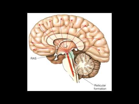 Alexander luria unidades funcionales mpg