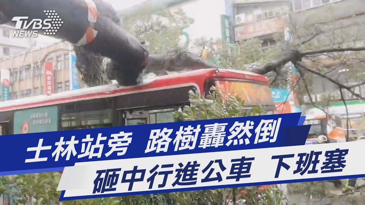 疑降雨土質鬆動!士林超巨路樹應聲倒壓4車阻交通 下班塞爆
